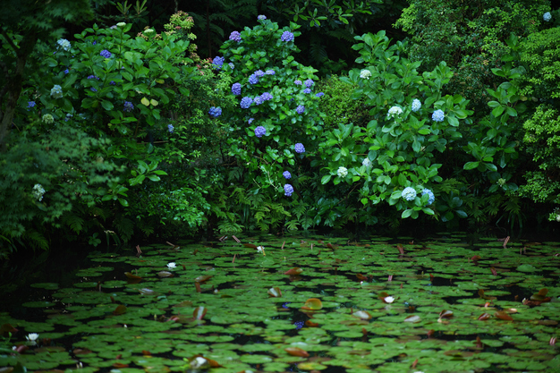 カールツァイス Carl Zeiss Otus 1.4/100 with Panasonic LUMIX DC-S1R